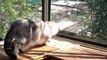 Кошка -Котэ Джесика ловит майского жука на балконе. Говорящая кошка