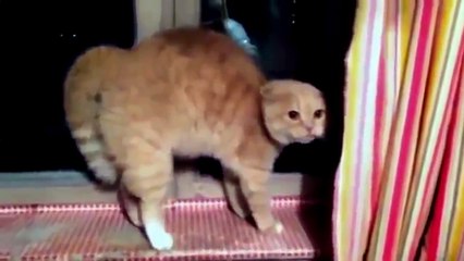 Разговор с котом #1