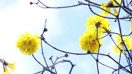El espectáculo natural del florecimiento de los guayacanes
