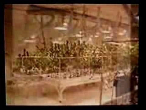 conspiration cannabis