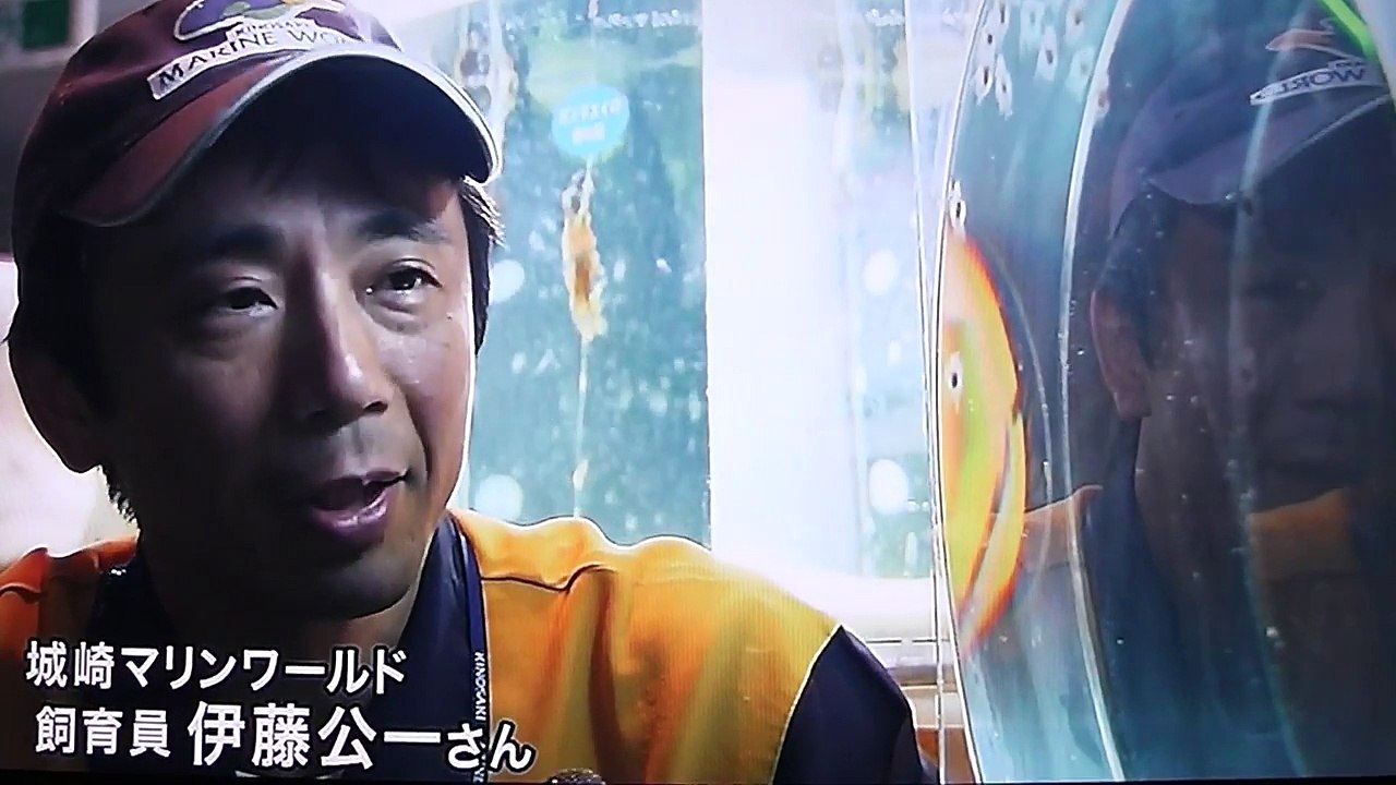 クリオネの一種[ヤサガタハダカカメガイ]３㎝ もある天使のようなクリオネが見つかり城崎マリンワールドで見ることが出来ます-SOZzvIhju_M