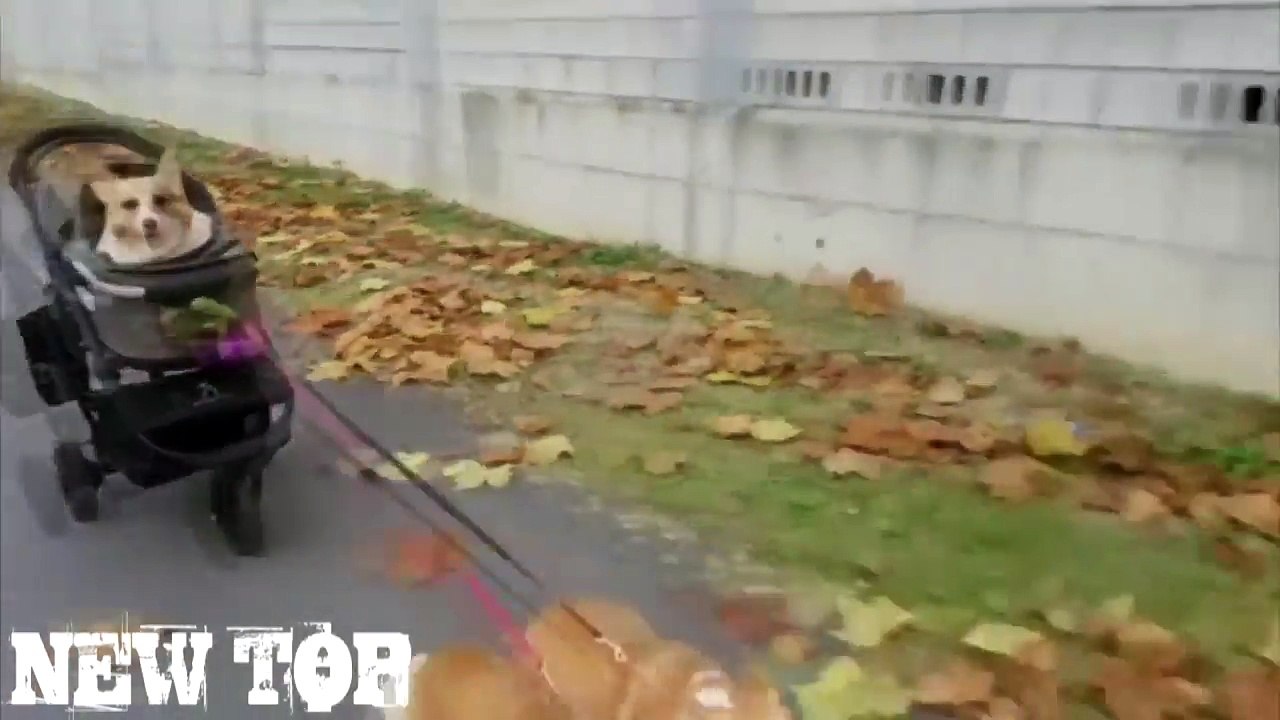 COUB 2016 NOVEMBER ЛУЧШИЕ ПРИКОЛЫ ПОШЛЫЕ ПРИКОЛЫ  18 НОЯБРЬ 2016