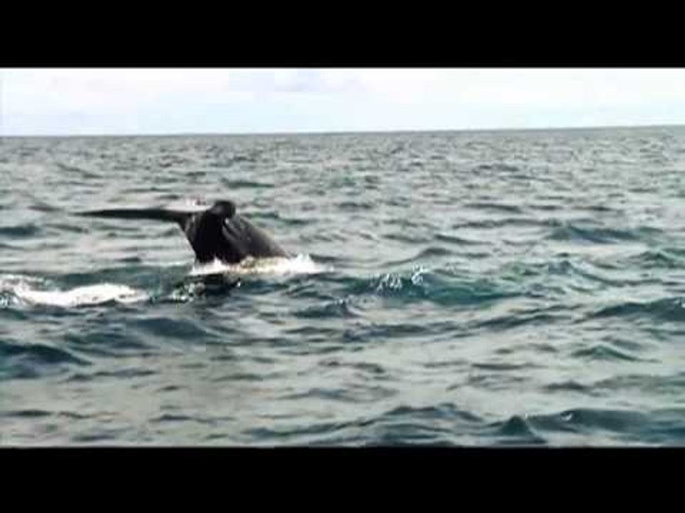 Born to be Wild: Expedition Diaries