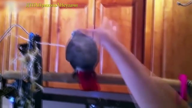 НЕ ДЕТСКИЕ ПРИКОЛЫ 18 2016 #56 Подборка Приколов Декабрь 2016 Приколы Ржака