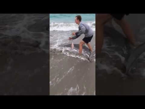 Fishermen Remove Hook From Shark's Mouth at Warnbro Beach