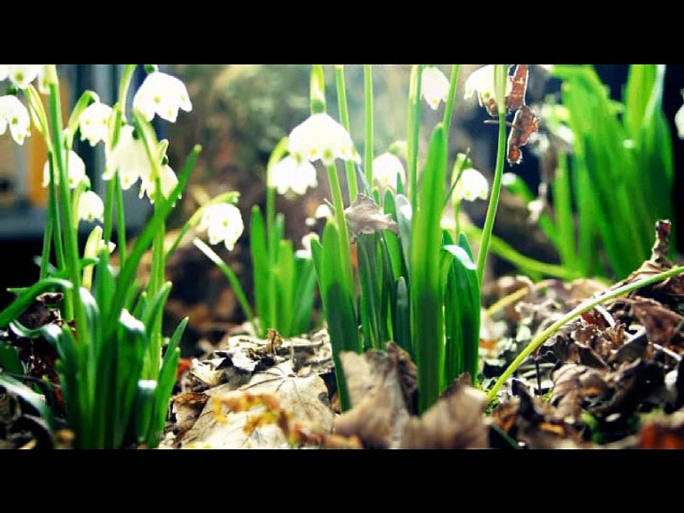 TUMI KON KANONER.PHUL....for 2nd SLAT of UPLOAD I.NET