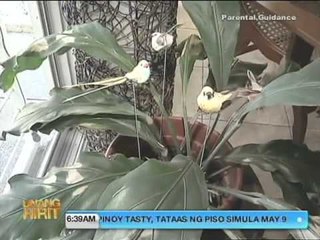 Unang Hirit: How to Make Your House Cooler!