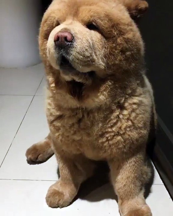 Dog or bear?