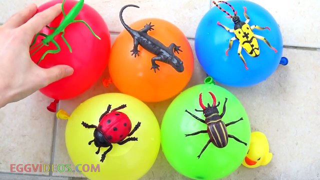 Finger Family Insects Water Wet Balloons Learn Colors Nursery Rhymes Songs for Babies EggVideos.com