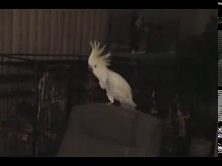 попугай танцует под Backstreet Boys