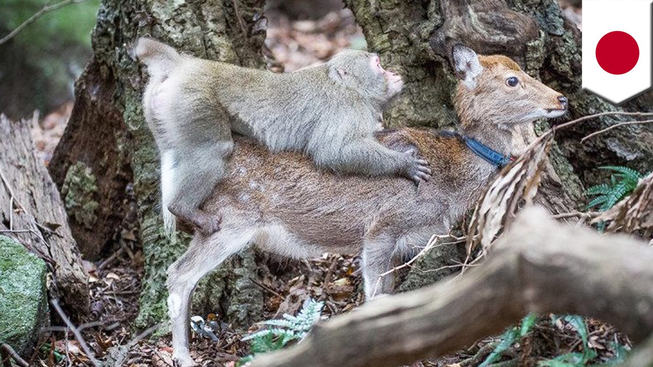 Monkey business: Japanese macaque caught on video humping a Sika deer - TomoNews