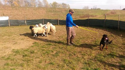 Lune des ganches de la loire - Sheepdog