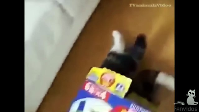 СМЕШНЫЕ КОТЫ ПРИКОЛЫ С КОТАМИ ТОПовая подборка 2016 ПРИКОЛЫ С КОШКАМИ FUNNY CATS Смешные моменты