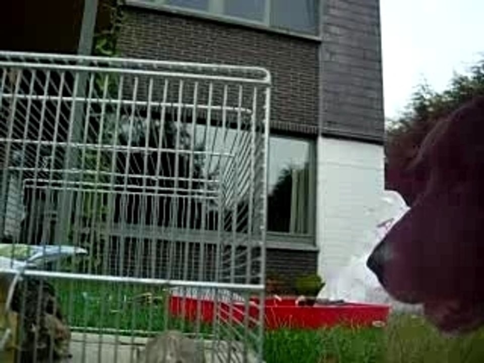 Labrador Vs. 2 gerbilles