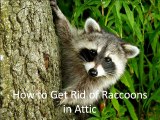 How to Get Rid of Raccoons in Attic