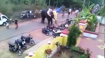 Cet éléphant détruit les motos et voitures sur un parking