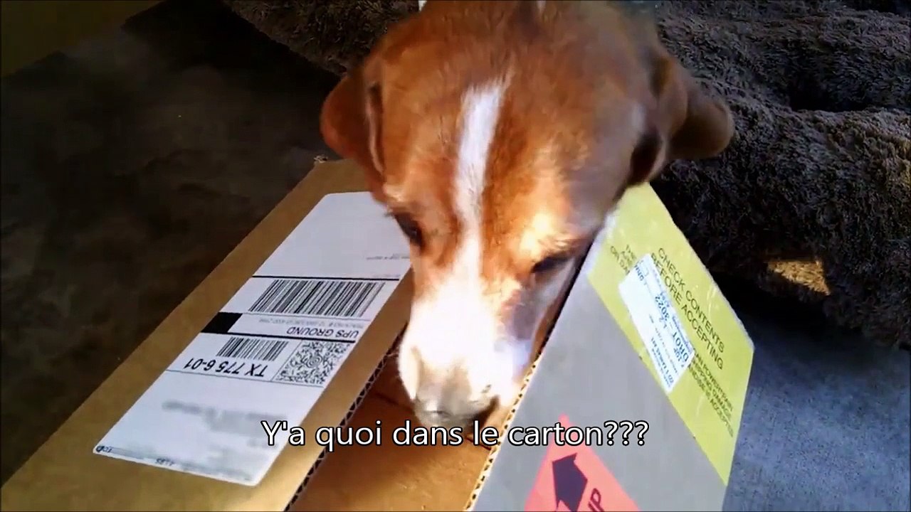 Oui ce chien aime le bacon... Beaucoup! Trop...