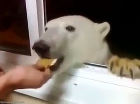 Nourrir un ours polaire par la fenetre... Vive la russie