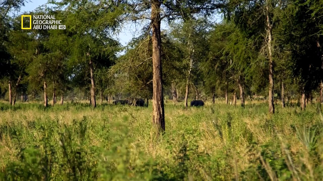 AfricaswilDkingdoMrebornep5