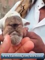 Baby Camel Has One Eye Amazing
