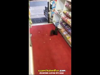 Mahallenin Hayta Çocuğu Gibi Bakkaldan Çikolata Çalıp Kaçan Sincap