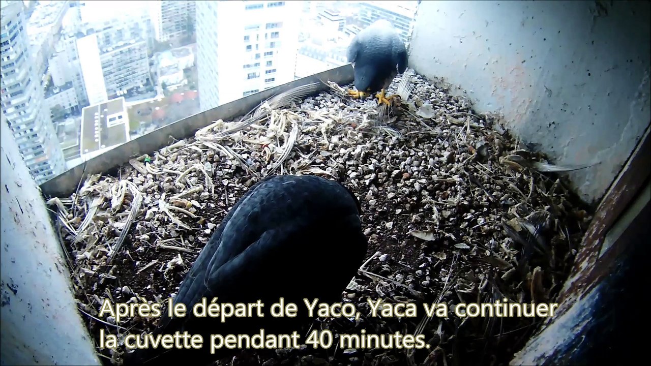 Suivi caméra du nichoir de Beaugrenelle en Décembre 2016