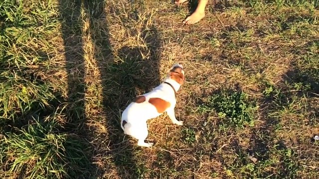 Дратхаар и Джек Рассел Терьер. Забавные собаки
