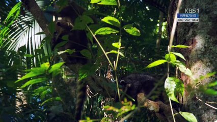 동물의 세계 20170112