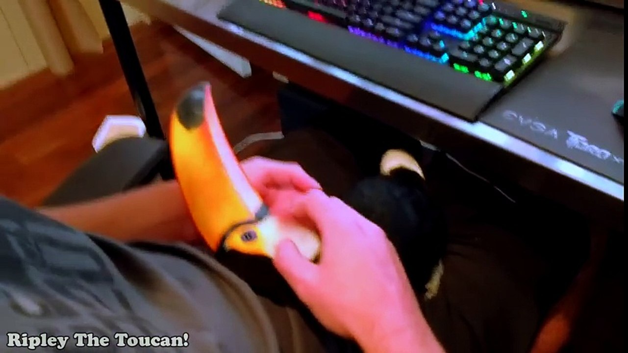 Our Toucan is basically a lap dog!