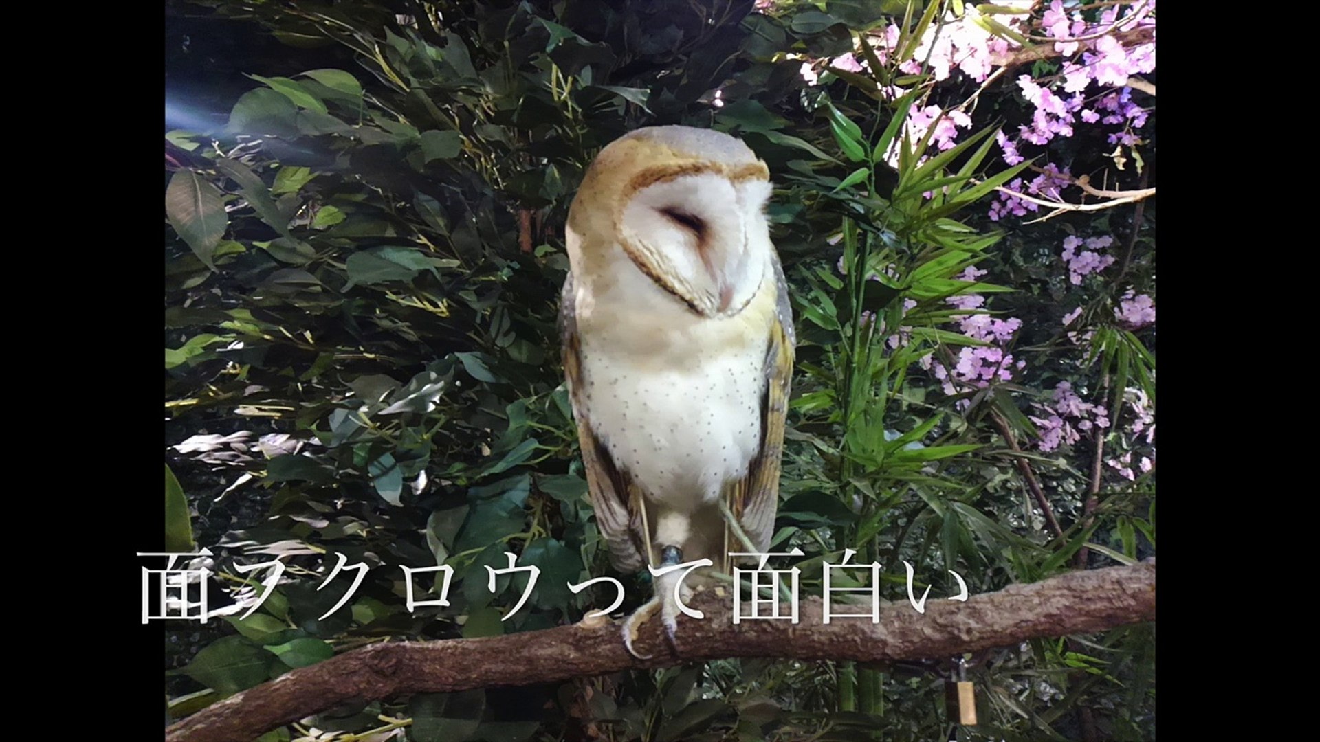 フクロウの館に行ってきました 触れ合うこともできて本当に癒される時間でしたよ 4anwtll0d0 Video Dailymotion