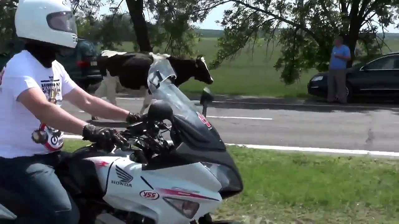Бешенные коровы обгоняют коллонну байков Cows are overtaking a convoy of bikes