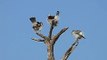 African Pygmy Falcon (Halsband-Zwergalke)-tS-KPQkRSgQ