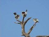 African Pygmy Falcon (Halsband-Zwergalke)-tS-KPQkRSgQ
