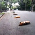 Un chien qui joue à saute-mouton avec ses amis !