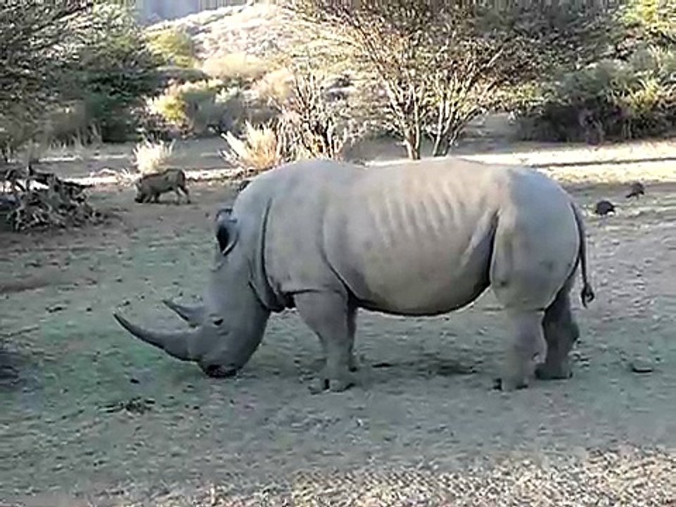 Breitmaulnashorn-8Jt_s8B8fKQ