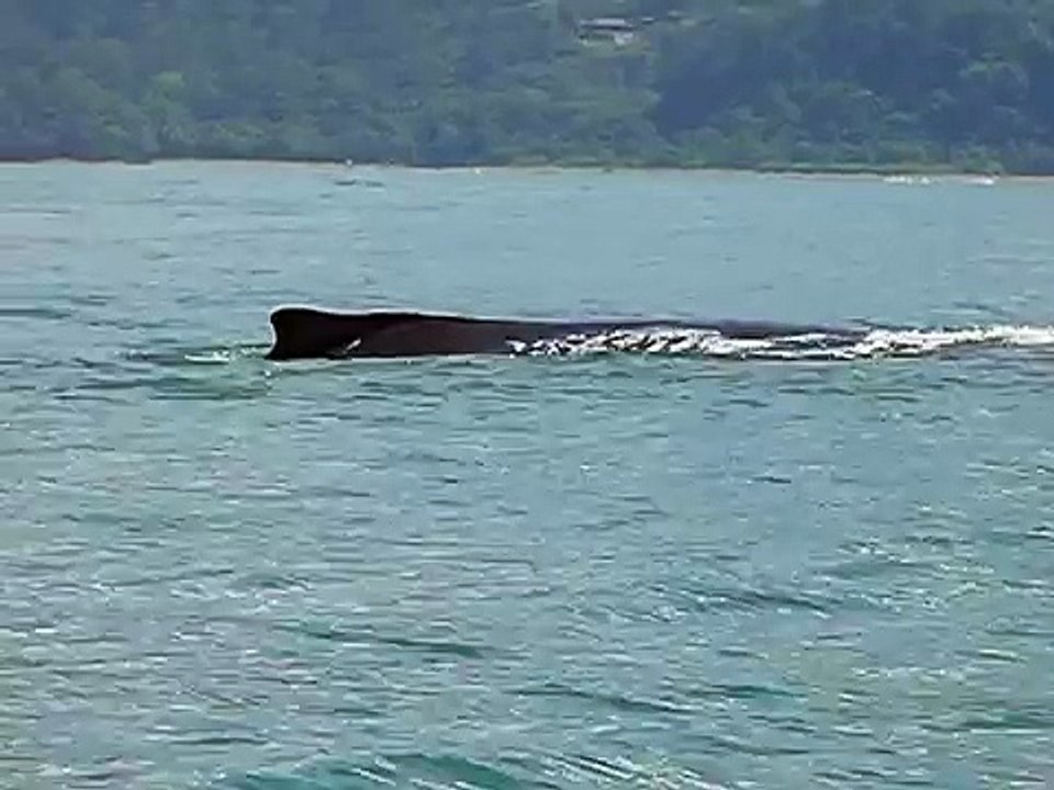 Buckelwal Playa Ballena-EWGTiJajdwA