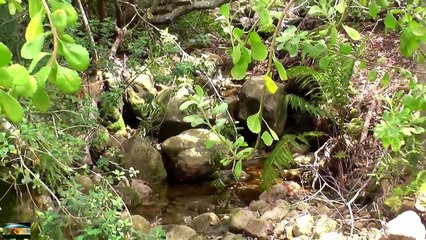 Cape Town - Botanic Garden Kirstenbosch-gzP8uUPjhfc