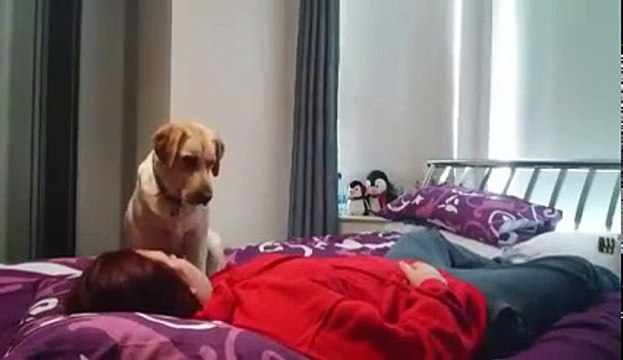 Dog Alerts Her Owner To An Oncoming Seizure