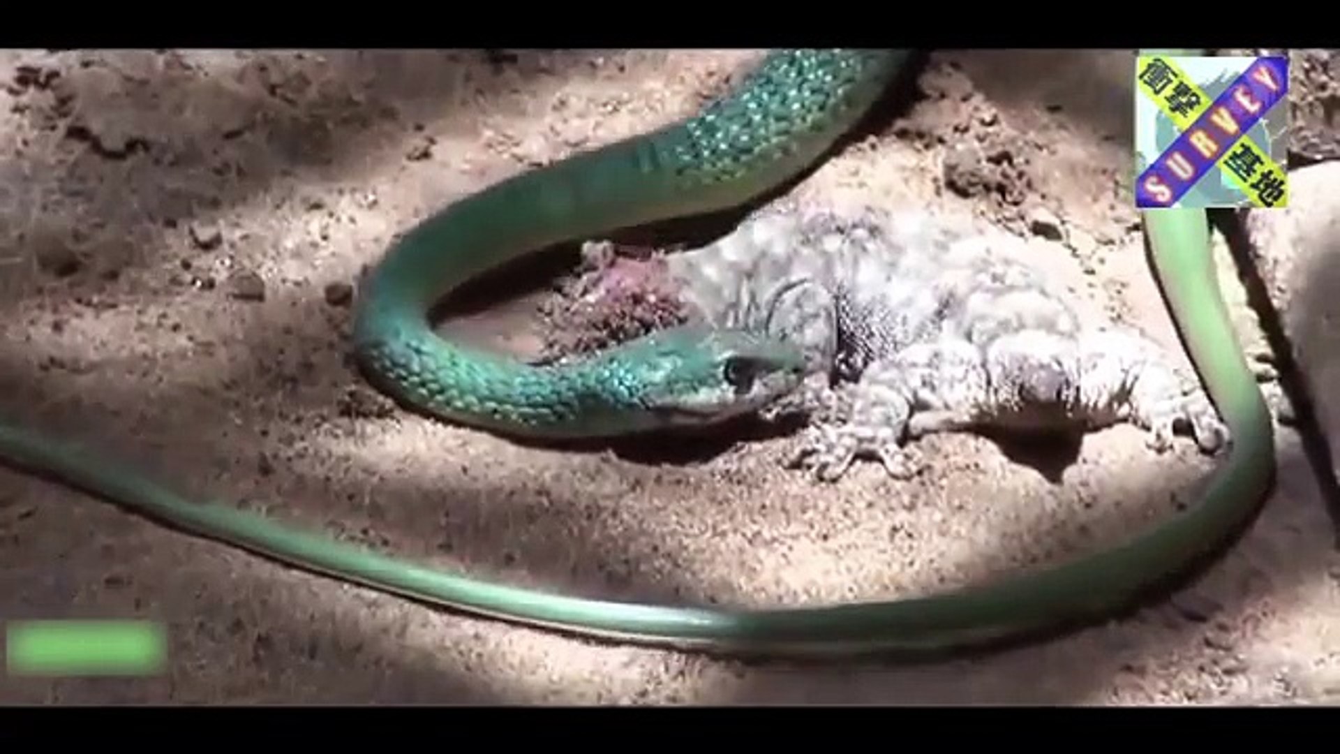 動物の捕食 蛇vs蛇の弱肉強食の世界 ヘビがヘビを喰らう衝撃映像 Video Dailymotion
