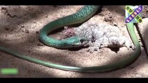 【動物の捕食】蛇VS蛇の弱肉強食の世界！ヘビがヘビを喰らう衝撃映像！