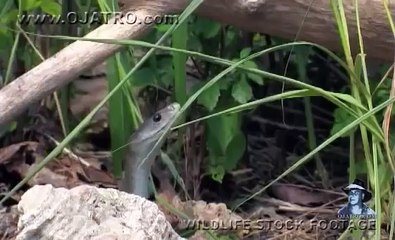 Black Mambas 11 - Mamba vs King Cobra