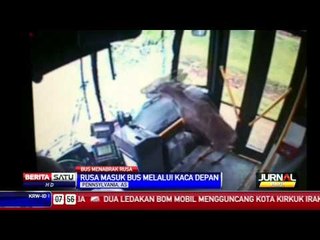 Rusa Masuk Bus Melalui Kaca Depan