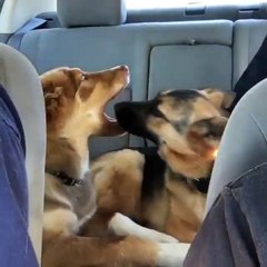 Casal de cães apanhado no "marmelanço" no banco de trás do carro