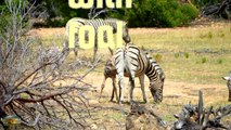 Safari - Zebras with foal-g8KaJIyvWOw
