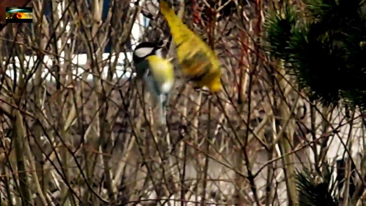 sassy sparrow bites tit in the belly - frecher Spatz beißt Meise in den Bauch-SHa6xG354aY