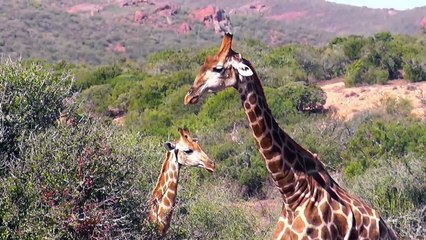 Animals, Adventure, Nature and Travel- welcome to Anke's world-TnjdDxWIXc8