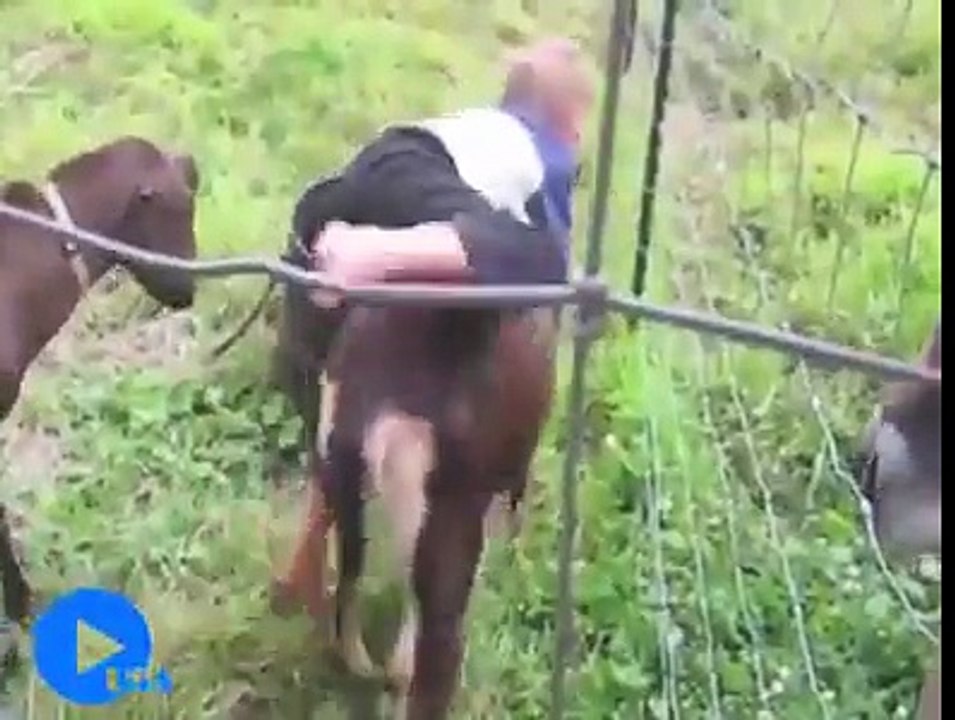 Funny Video animals