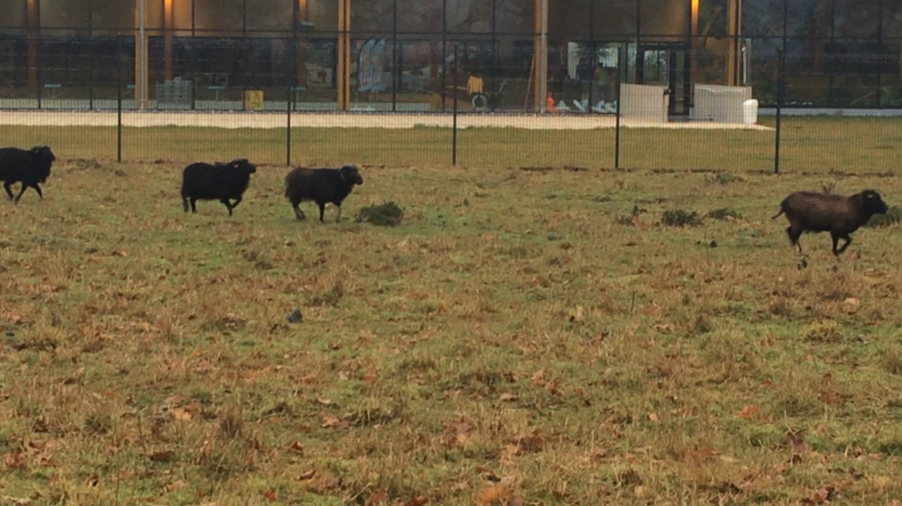 Derrière le Spadium, cinq moutons entretiennent une parcelle : l'éco-pâturage