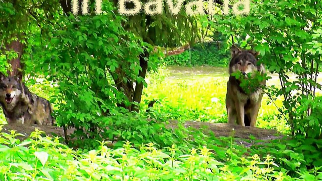 Beautiful wildlife in the Bavarian Forest  - Die Tierwelt im Bayrischen Wald-WvL2BVWKTs0