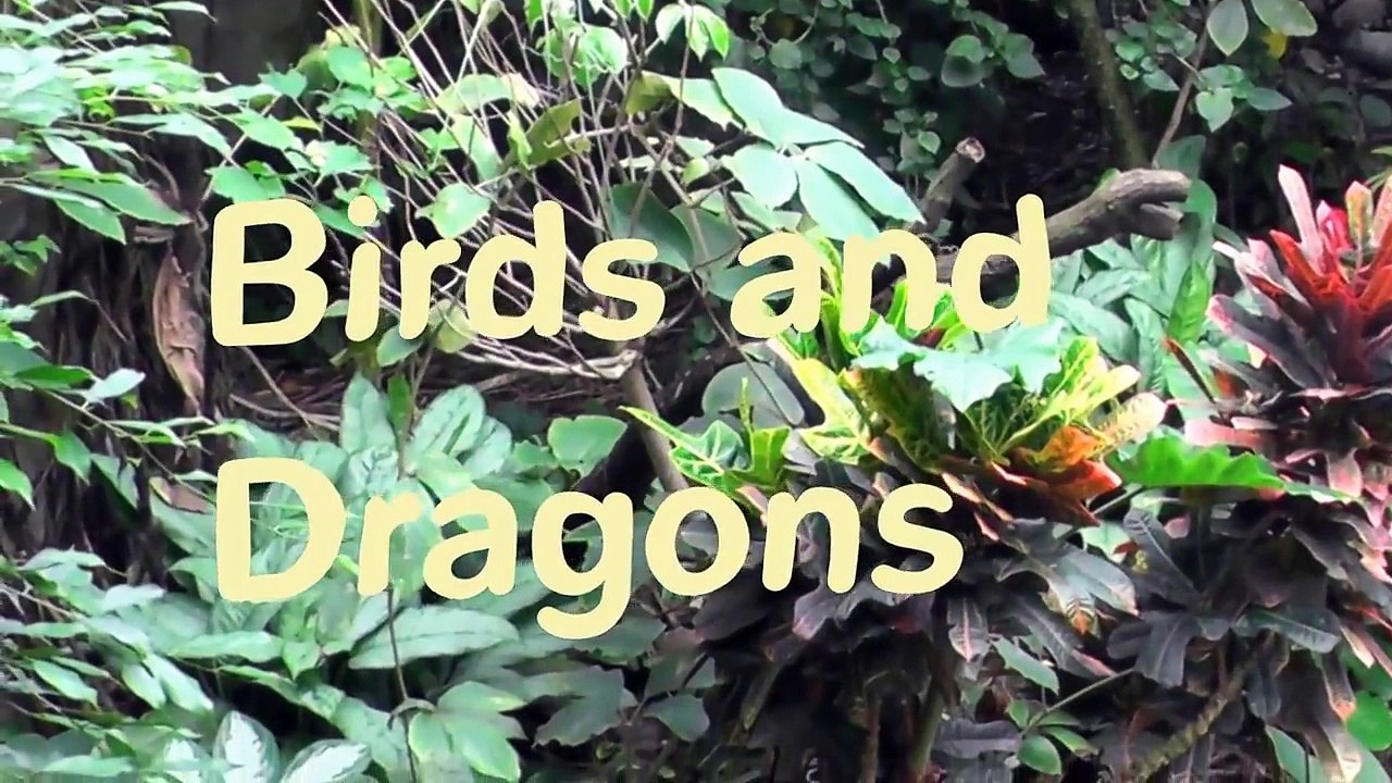 Birds and Dragons-ZPM2di4IIV4